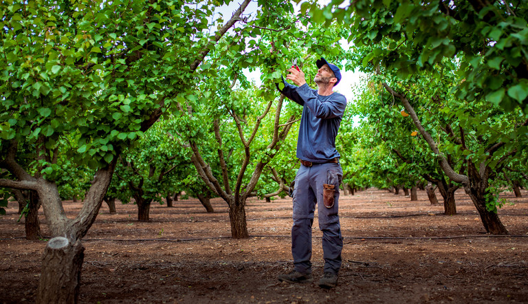 Farmer picking fruit from trees