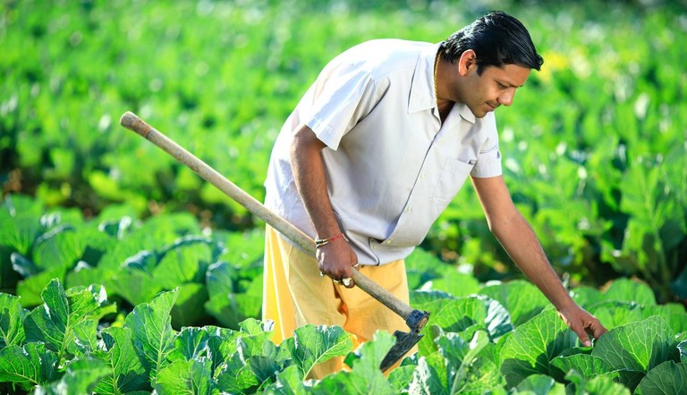 Farmer in Field
