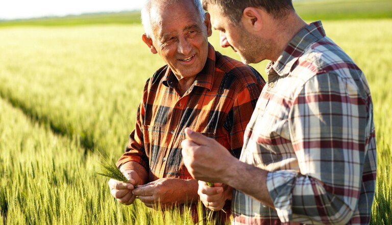 Farmers in wheat field 