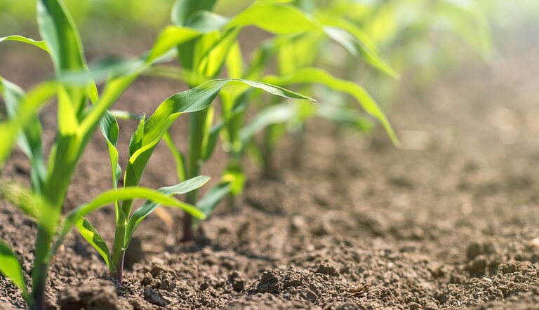 Corn Plant