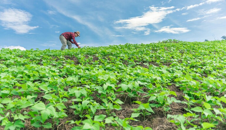 Farmer in a field of peas