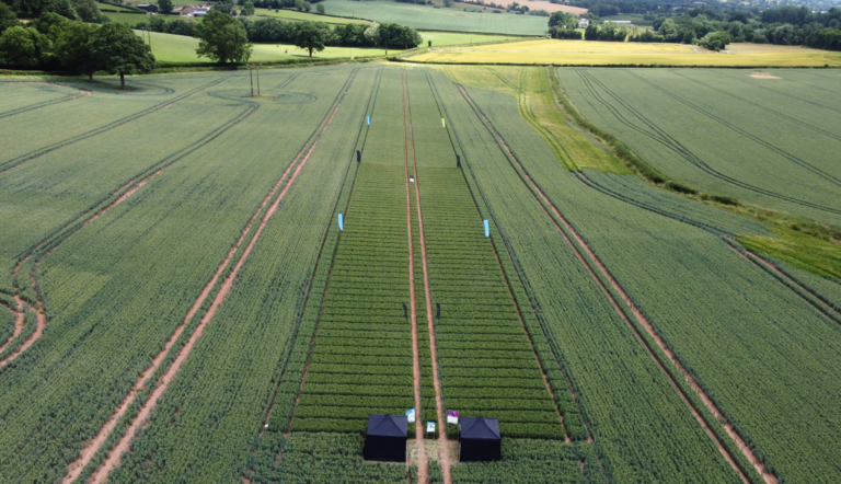 Gilboa field trials in Herefordshire UK during the 2025 season