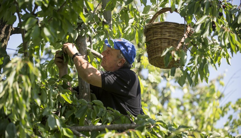 Farmer in the field