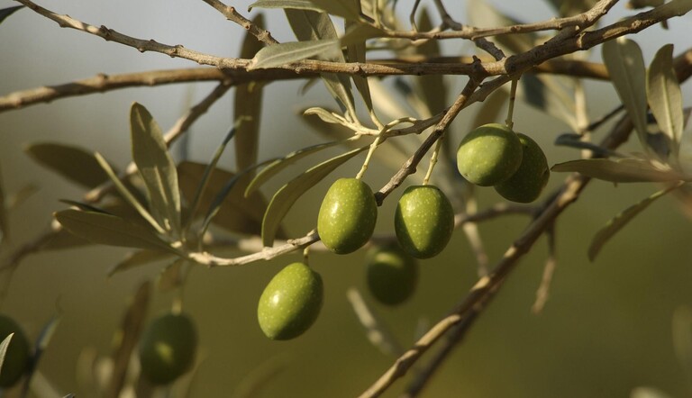 Olive tree