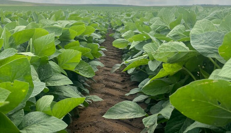 Soybean field 