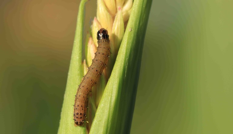 The  pest called Spodoptera frugiperda or ‘Fall Armyworm’