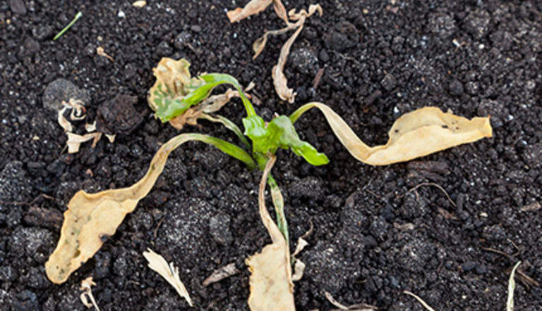 Young frosted sugar beet