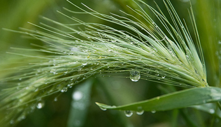History Of Innovation - Article - Wheat