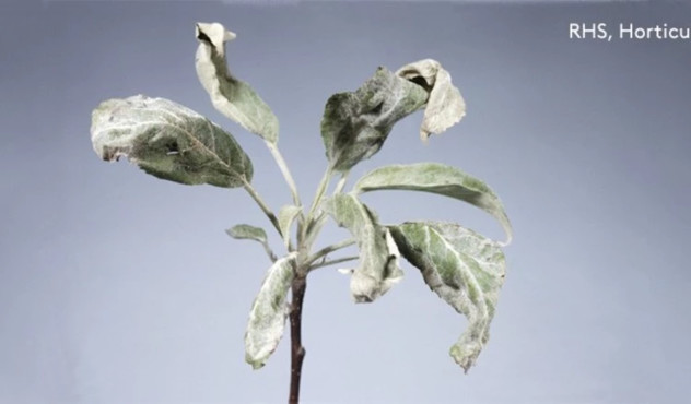 Powdery mildew 