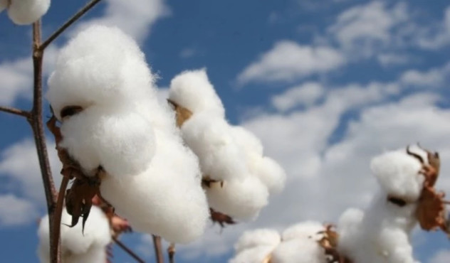 Defoliation cuts the time the crop is left standing prior to harvest so reducing the risk of exposure to bad weather, pests or diseases.jpg