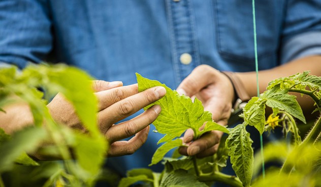 Farmer Checking Plant