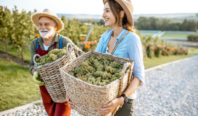 Farmers Carrying Baskets of Grapes Farmers Carrying Baskets of Grapes
