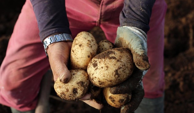 Picking potatoes