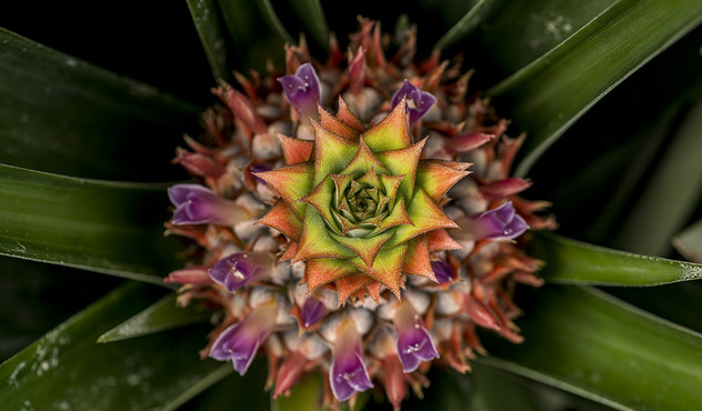 Pineapple