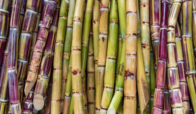 Sugar Cane 