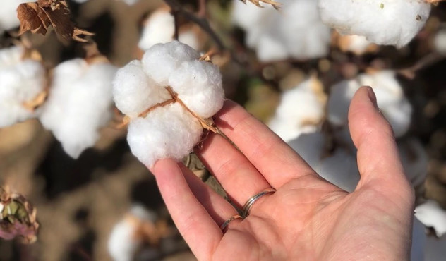 Cotton
