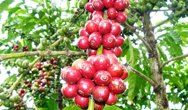 Vietnam Coffee