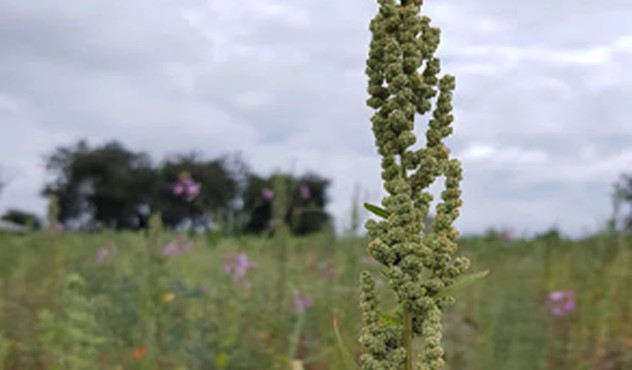 Quinoa