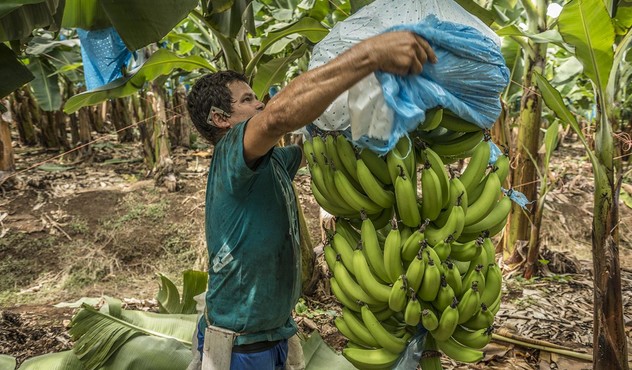 Bananas field