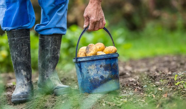 Farmer with Bucket of Potatoes