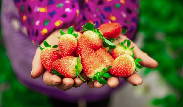 Hands Holding Strawberries