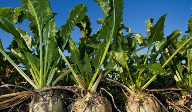 Sugar Beets