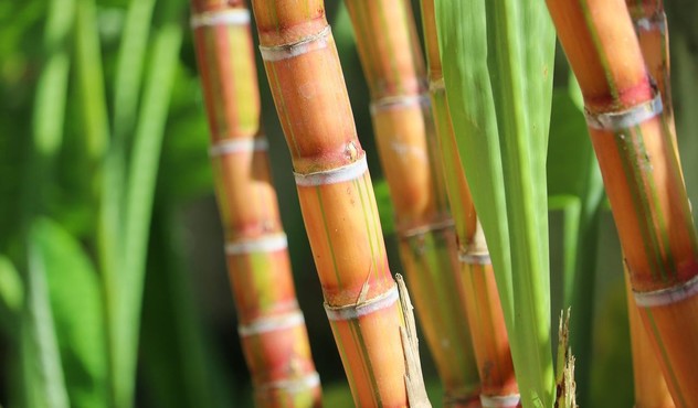 Sugar Cane Up Close