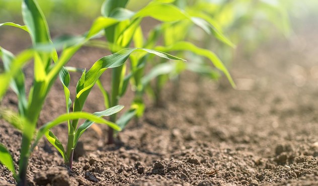 Young Corn Plant