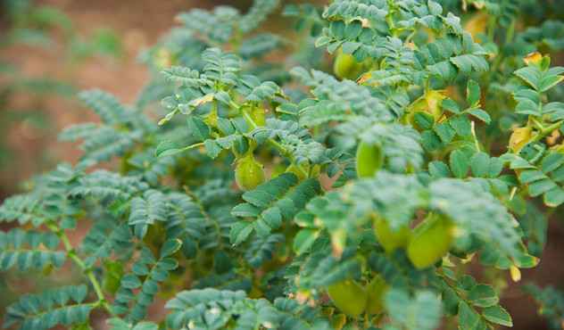 Green pod chickpea