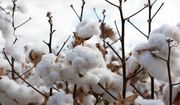 Cotton Plant Up Close.jpg