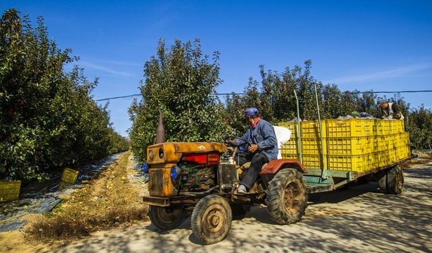 Farmer Transporting Apple Harvest.jpg