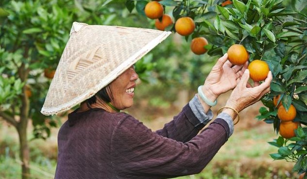 Farmer with Orange Tree.jpg