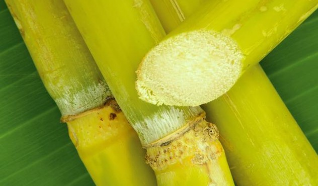 Sugar Cane Up Close (2).jpg