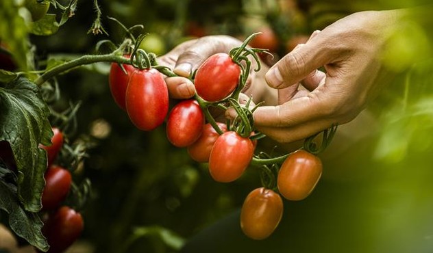 Tomatoes Close Up.jpg