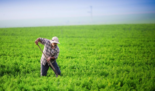 Farmer Shoveling in Carrot Field Farmer Shoveling in Carrot Field