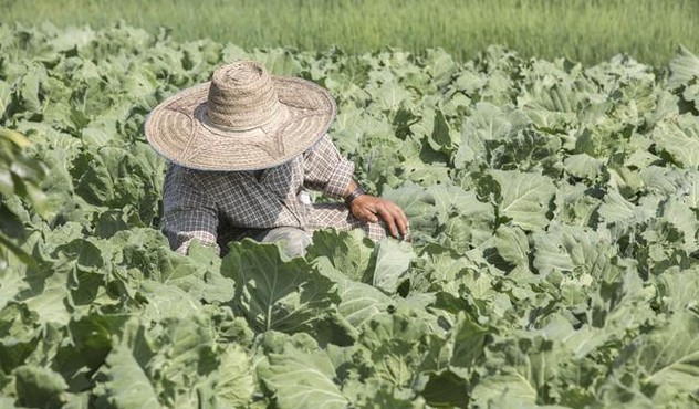Farmer in the field.jpg