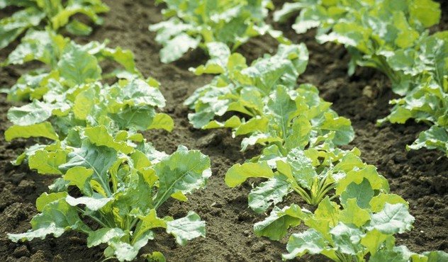 White beetroot field