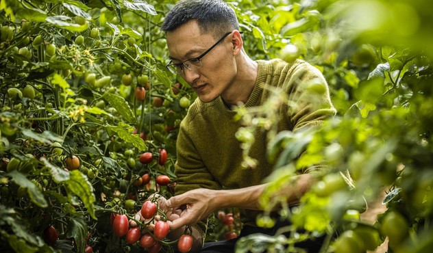 Farmer Checking Tomatoes Farmer Checking Tomatoes