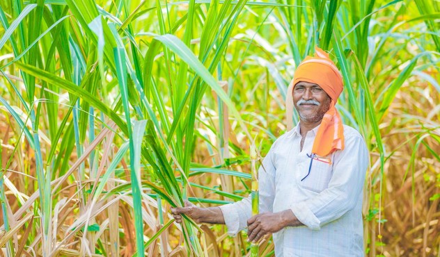 Farmer with Sugar Cane Farmer with Sugar Cane