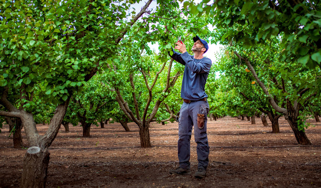 Farmer picking fruit from trees