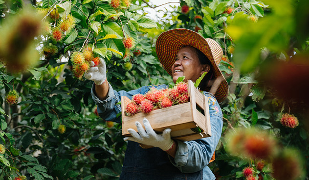 Female farmer picking fruit Female farmer picking fruit