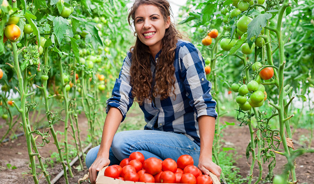 Female farmer with tomatoes Female farmer with tomatoes