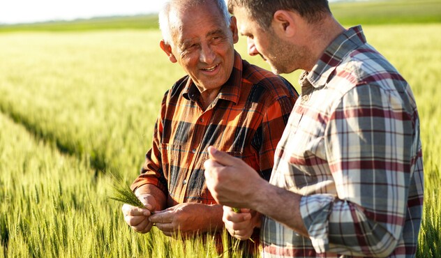 Farmers in wheat field 