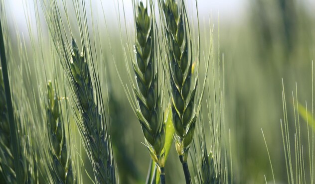 Wheat