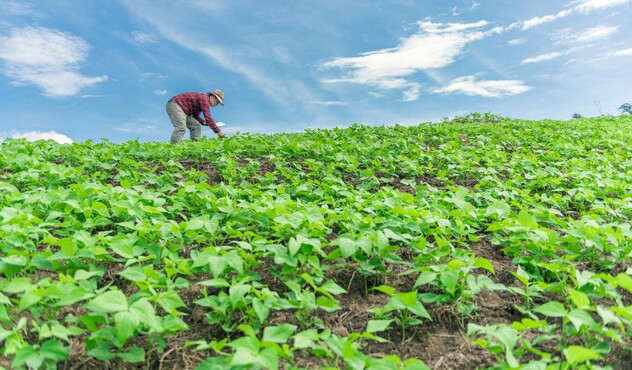 Farmer in a field of peas