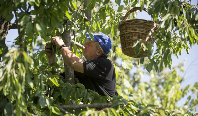 Farmer in the field