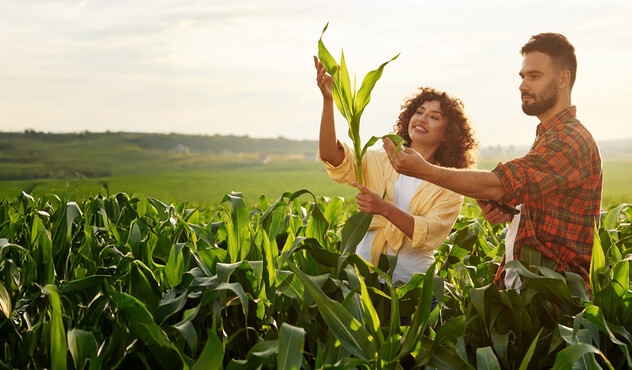 Farmers in corn field