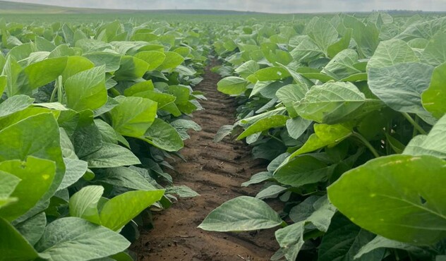 Soybean field 