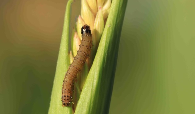 The  pest called Spodoptera frugiperda or ‘Fall Armyworm’