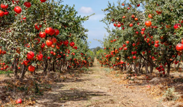 Pomegranates
